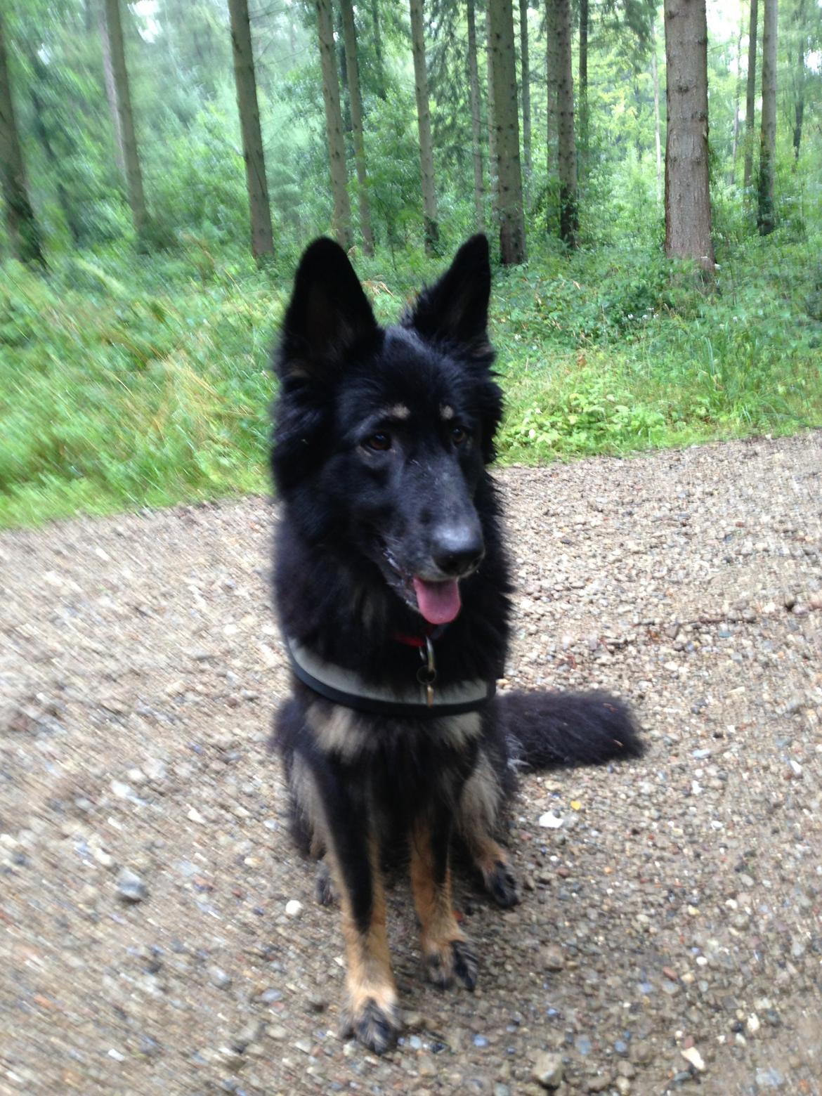 Schæferhund Liva billede 12