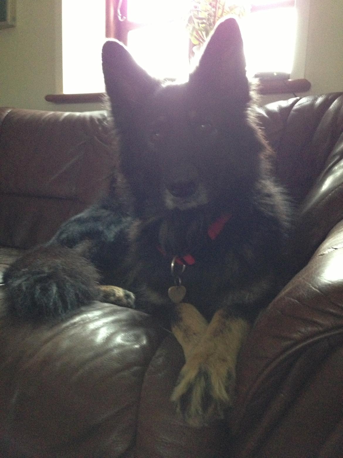 Schæferhund Liva billede 13