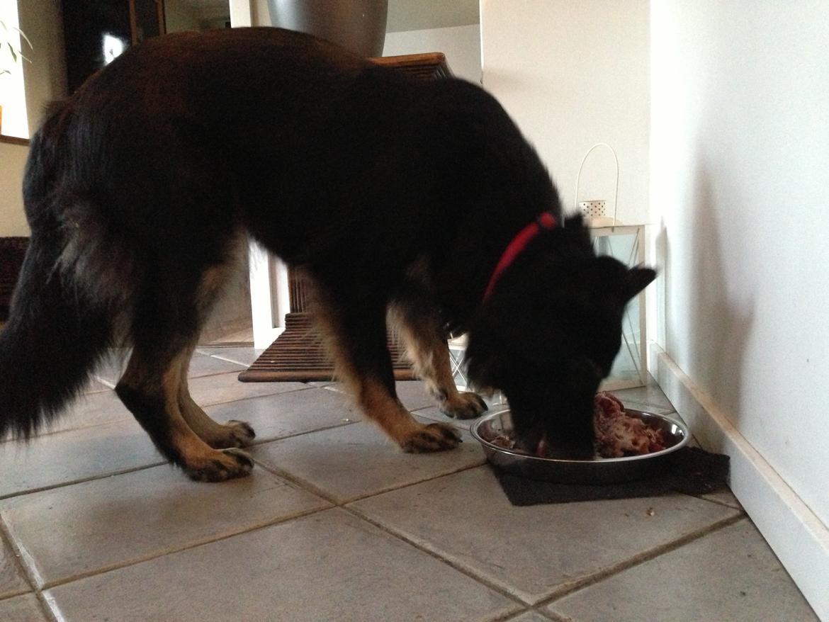 Schæferhund Liva - BARF billede 14