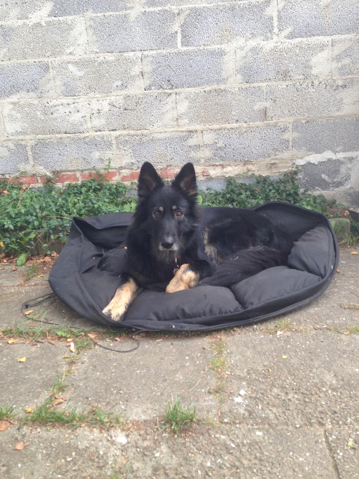 Schæferhund Liva billede 15