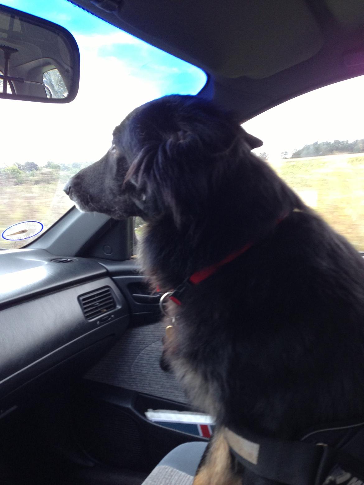 Schæferhund Liva - Sådan ser hun ud når hun sidder foran :D billede 16