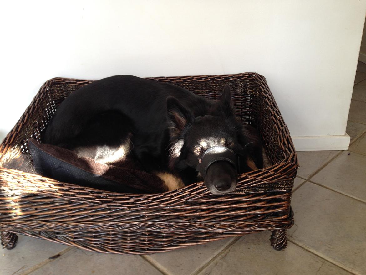 Schæferhund Liva billede 17