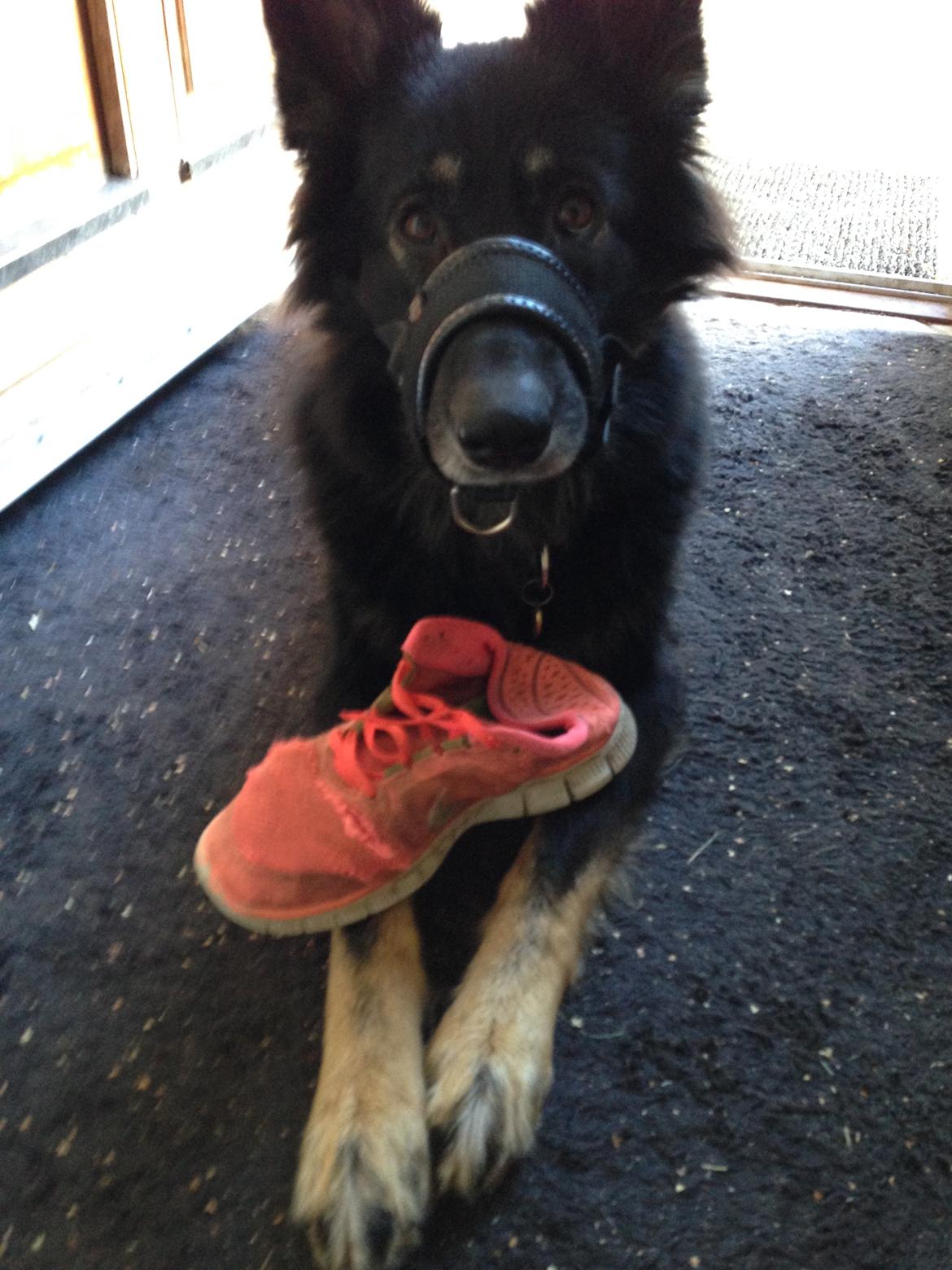 Schæferhund Liva billede 18