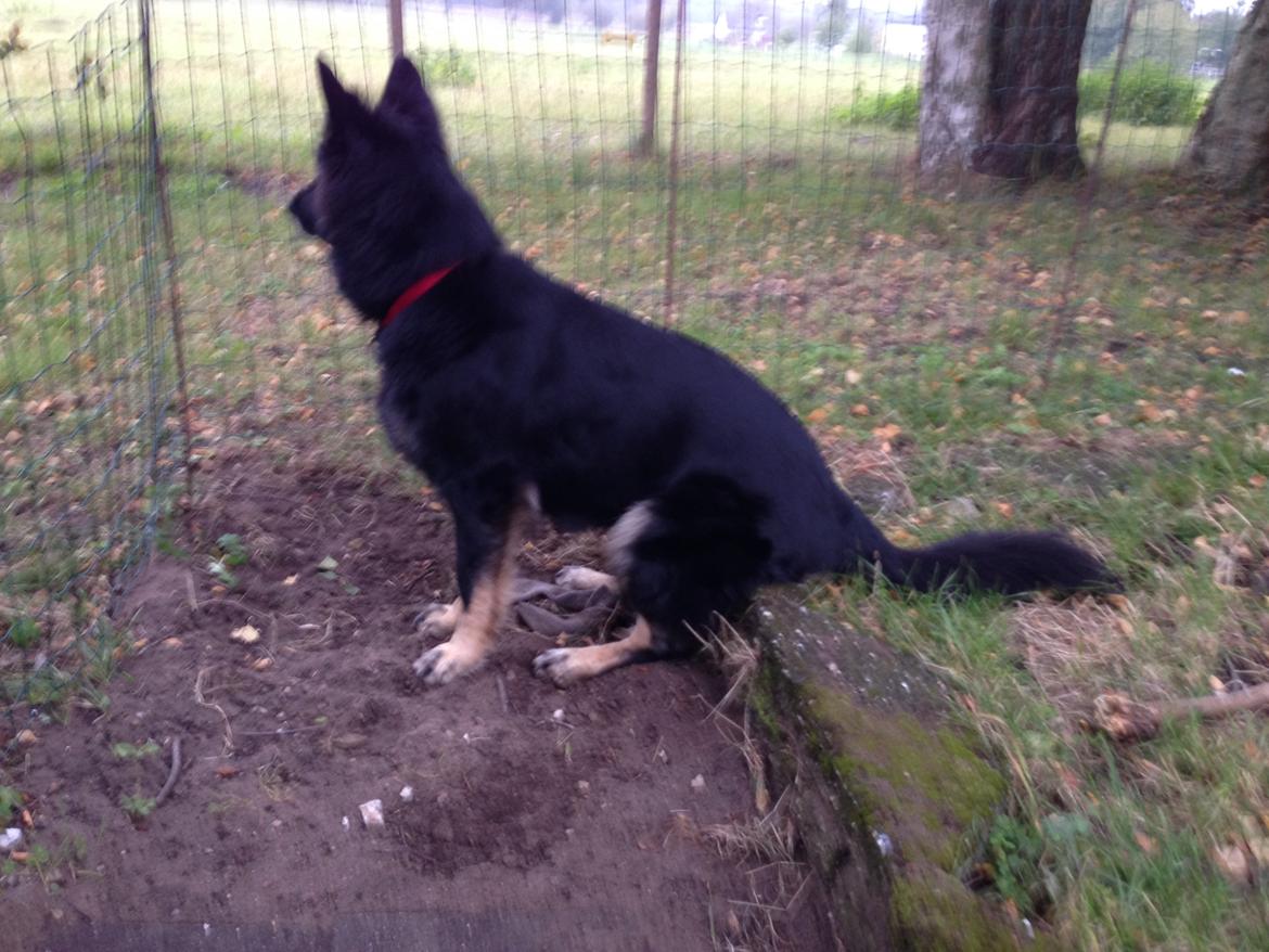 Schæferhund Liva billede 19