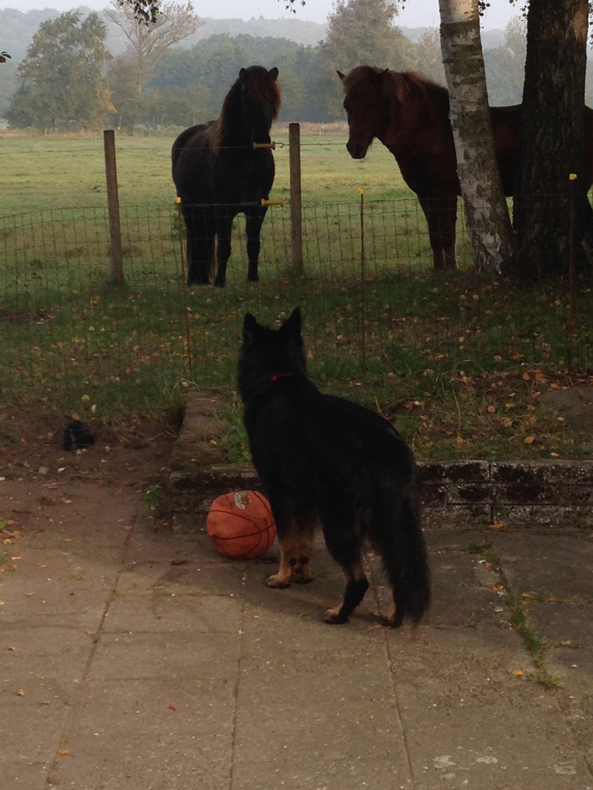 Schæferhund Liva billede 20