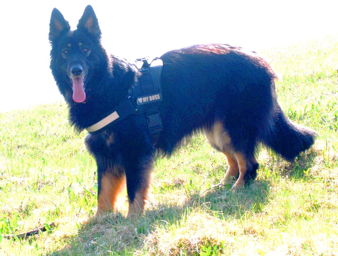 Schæferhund Liva billede 2