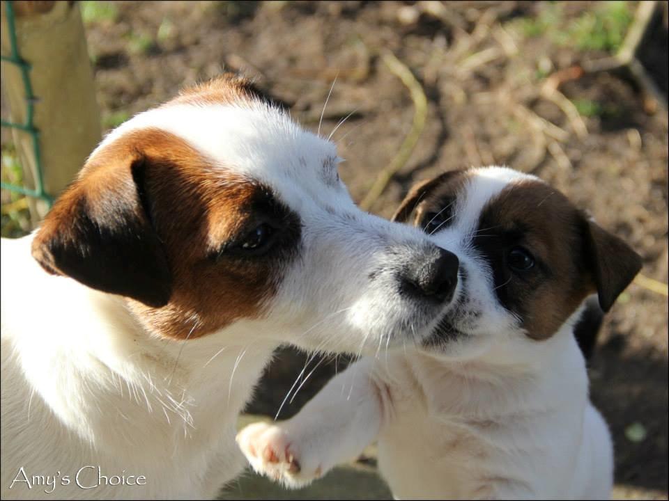 Jack russell terrier Cully - Venligst udlånt af Luna Pellardi. www.amys-choice.dk billede 23