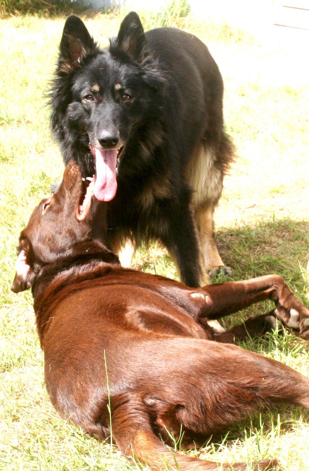 Schæferhund Liva - Liva og hendes bedste ven Kenzo :) billede 1