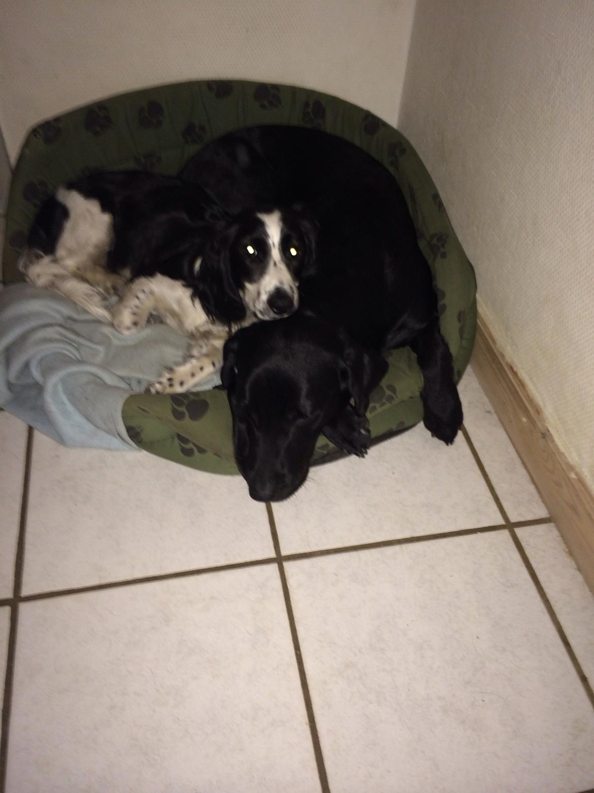 Labrador retriever Freja billede 7