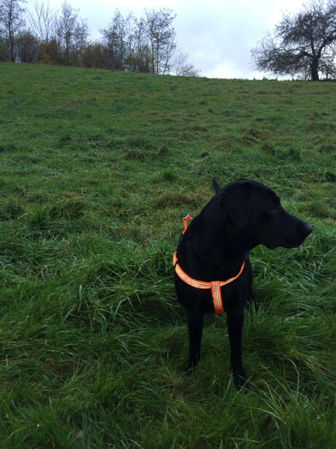 Labrador retriever Freja billede 8