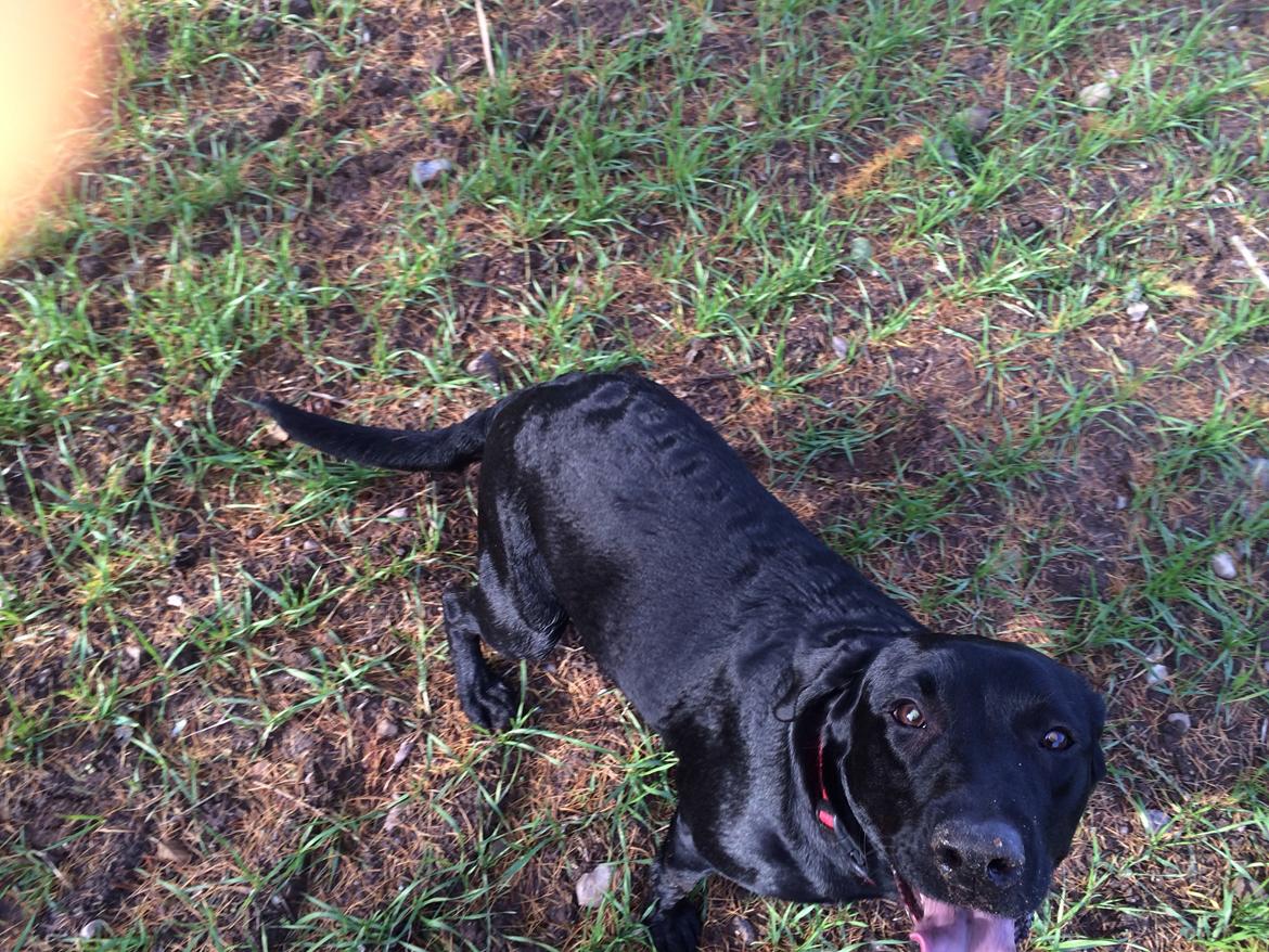 Labrador retriever Freja billede 9