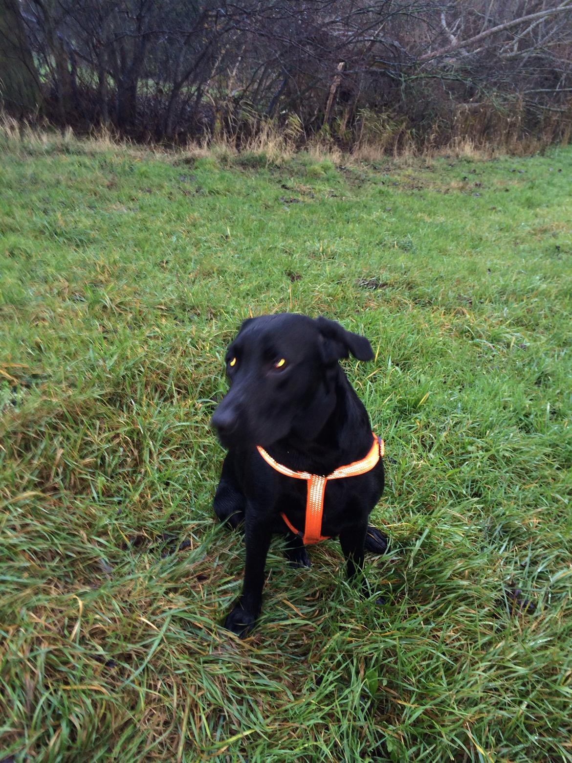 Labrador retriever Freja billede 10
