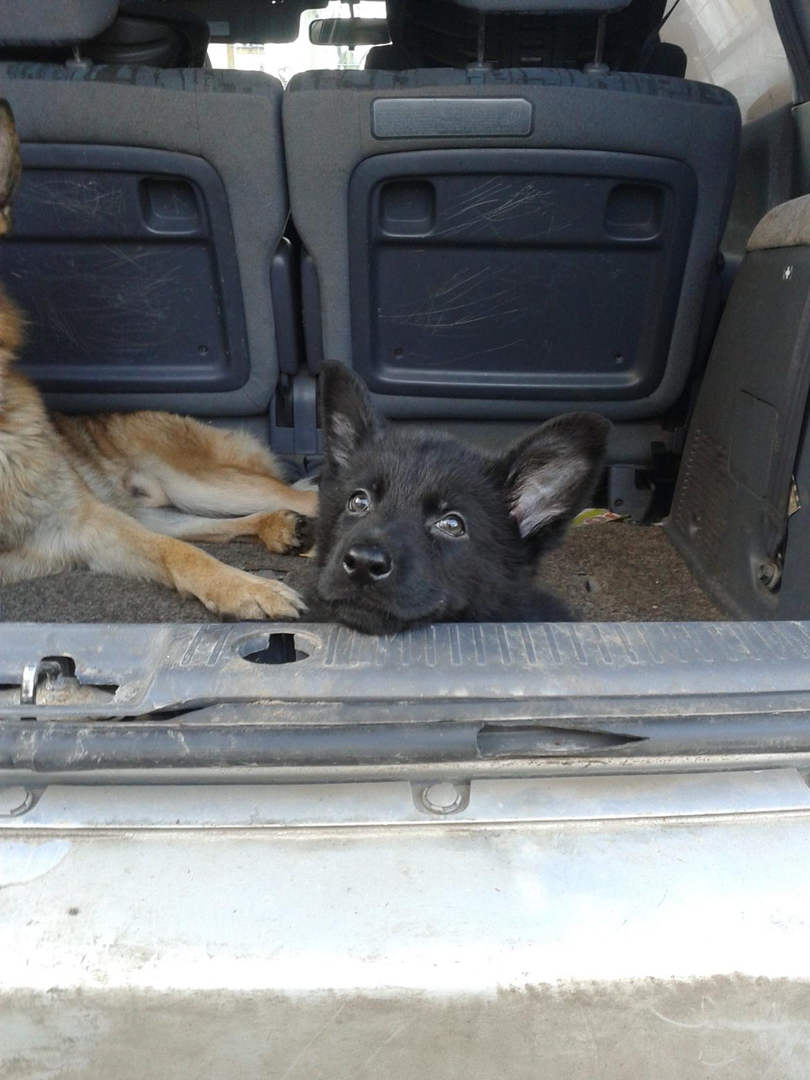 Schæferhund Jen-Ager's Dax billede 1