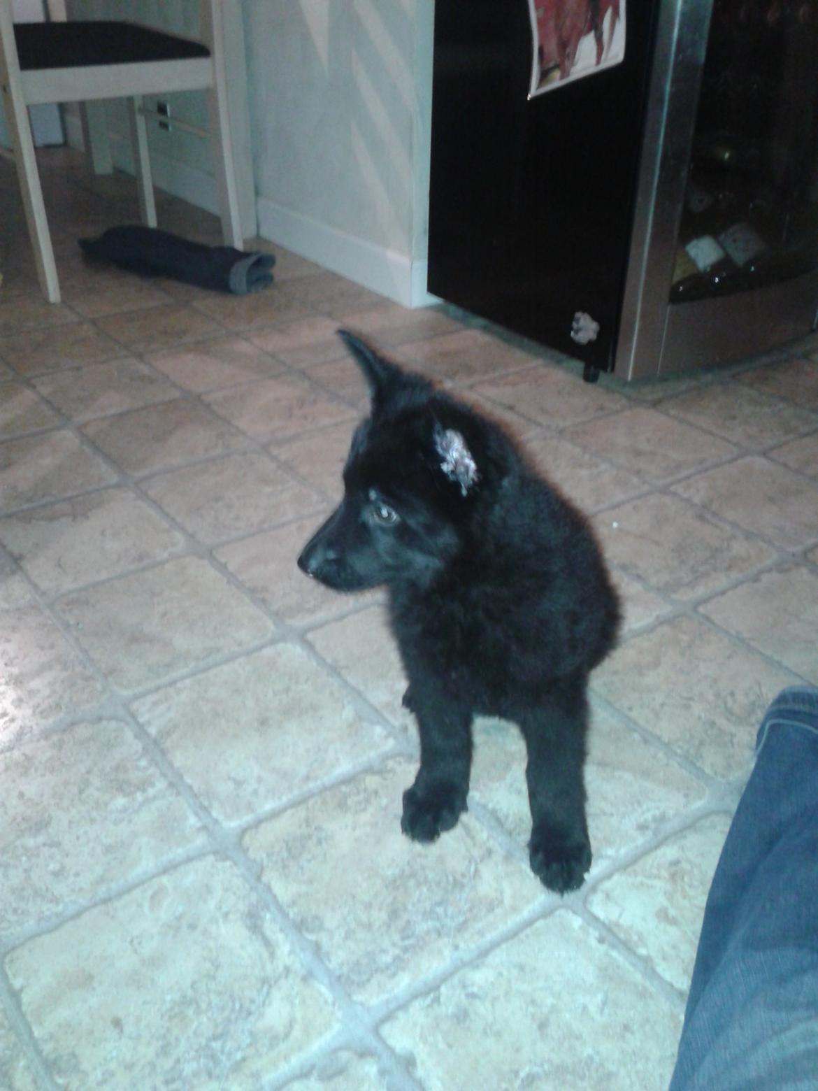 Schæferhund Jen-Ager's Dax billede 2