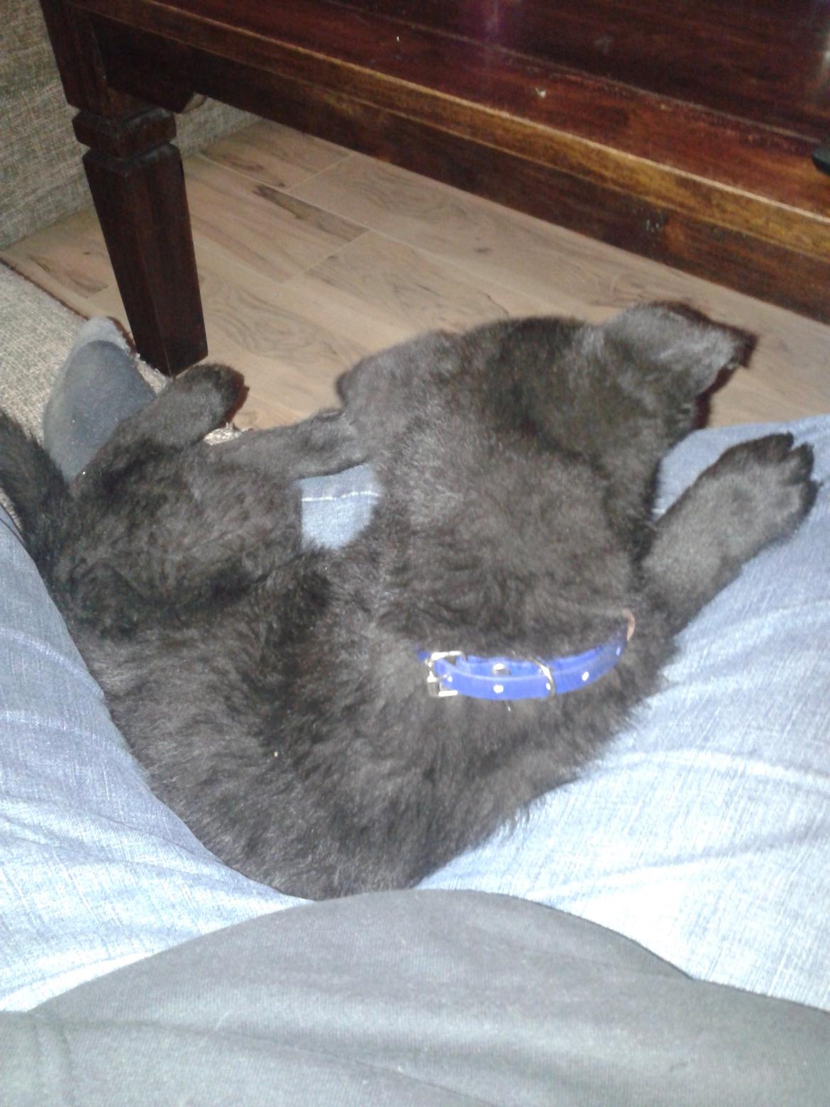 Schæferhund Jen-Ager's Dax billede 3