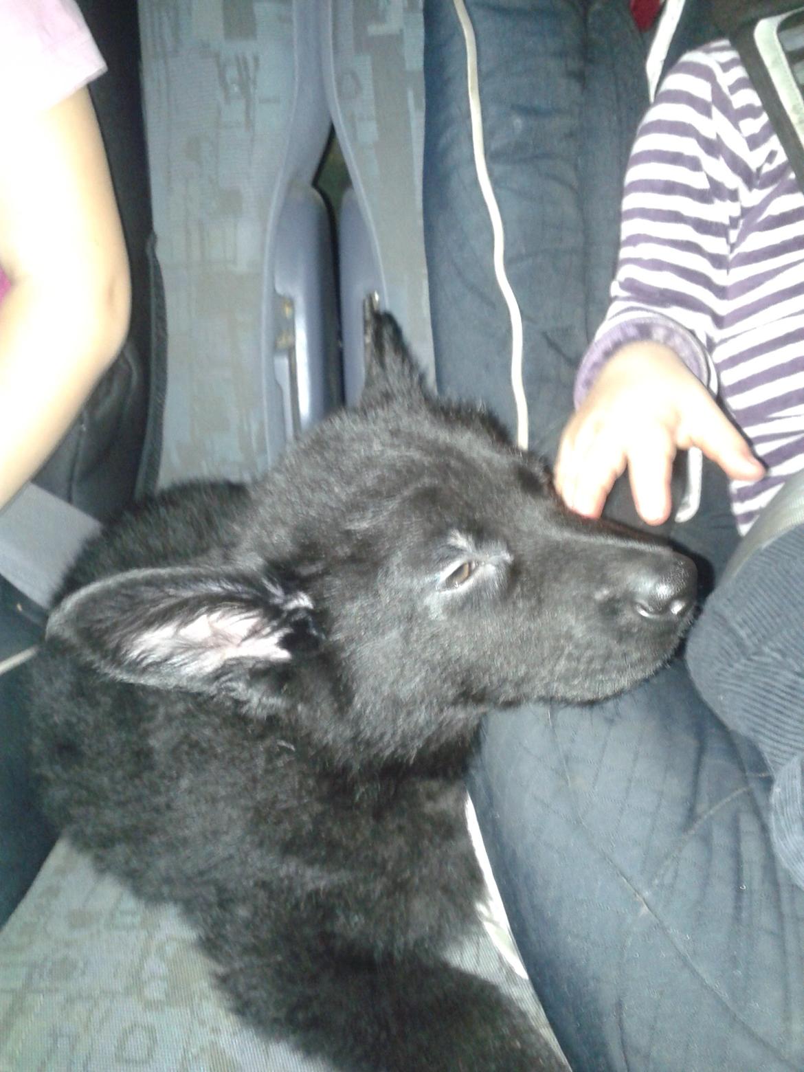 Schæferhund Jen-Ager's Dax billede 4