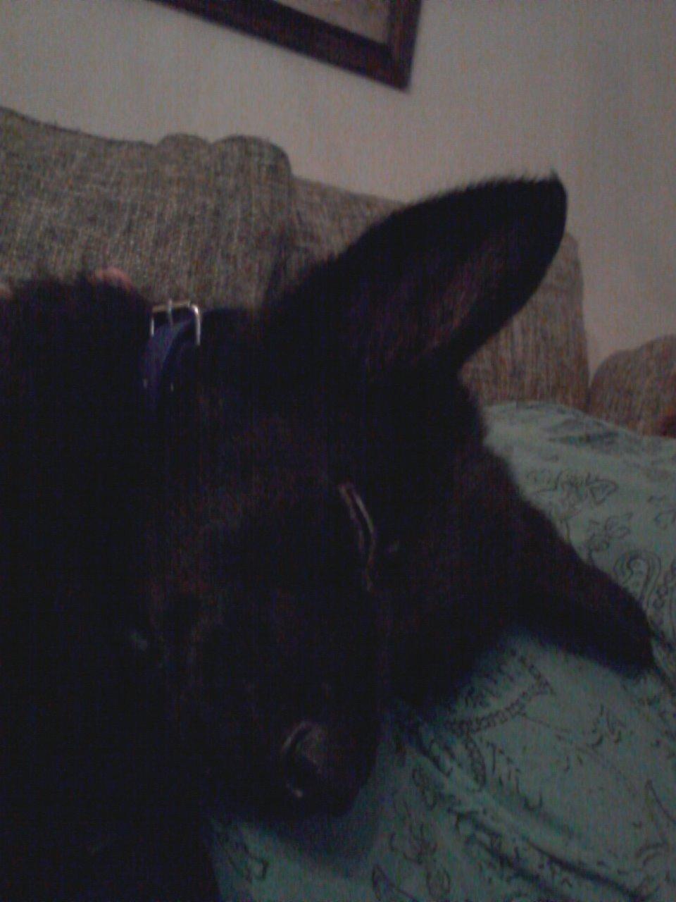 Schæferhund Jen-Ager's Dax billede 5