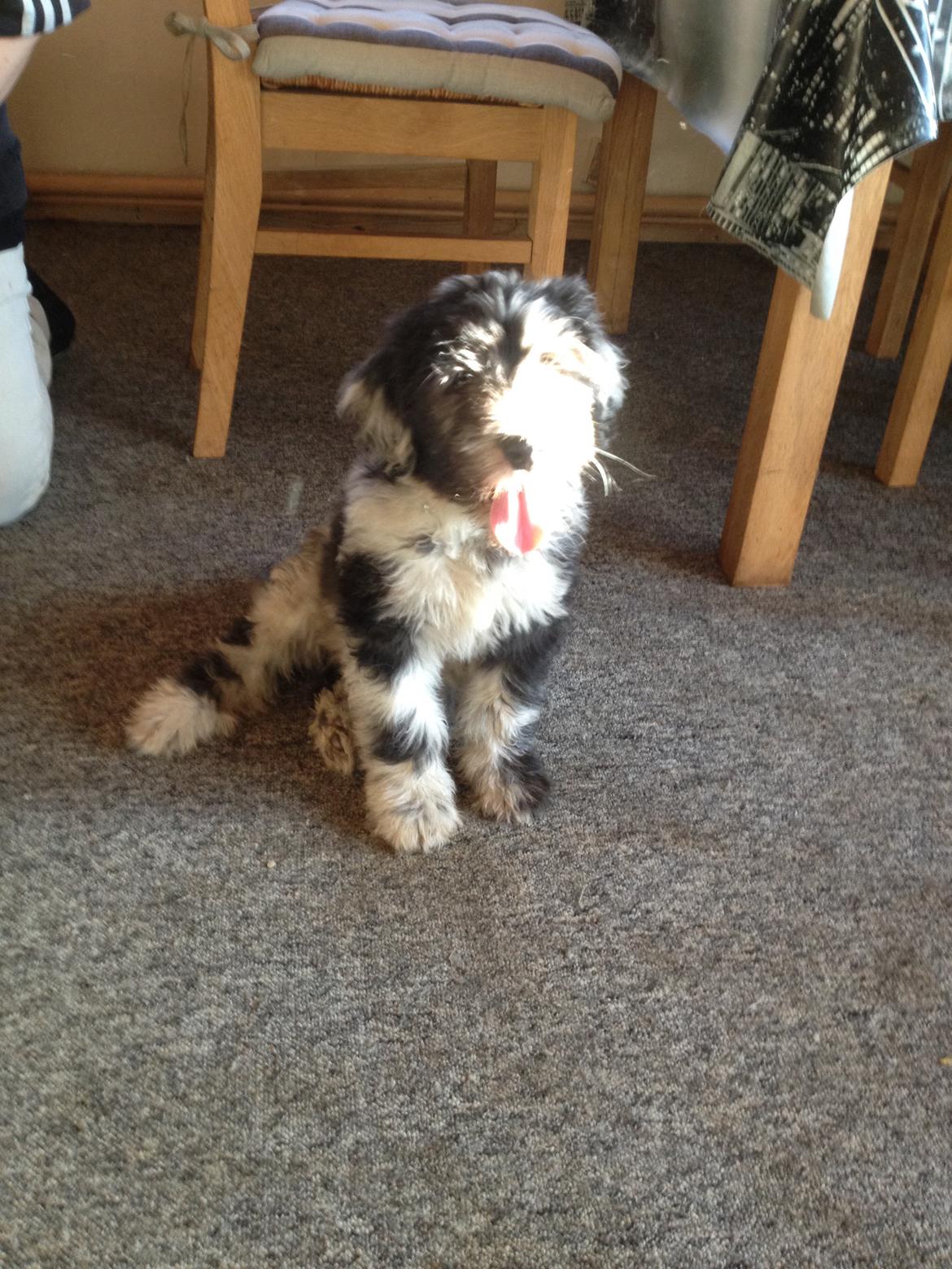 Cane Da Pastore Bergamasco Kaldenavn "Cane" billede 9