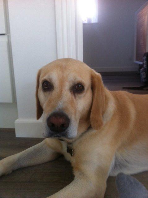 Labrador retriever Zeus billede 5