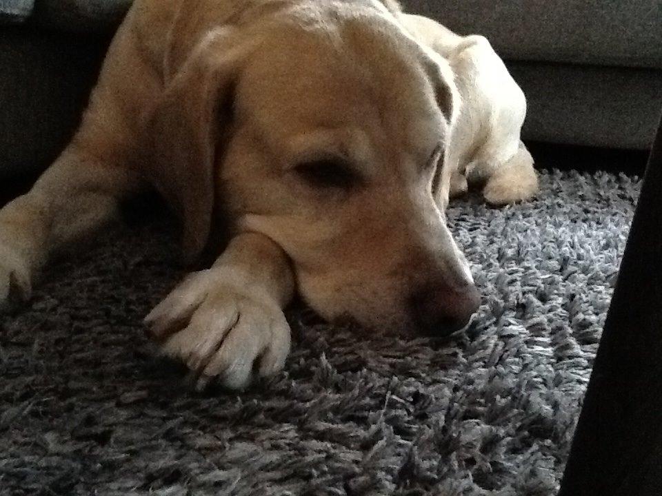 Labrador retriever Zeus billede 2