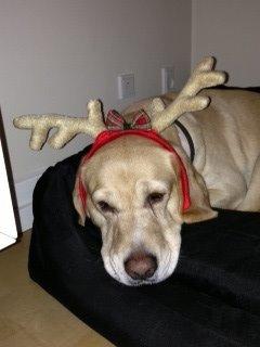 Labrador retriever Zeus billede 3
