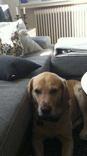 Labrador retriever Zeus billede 1