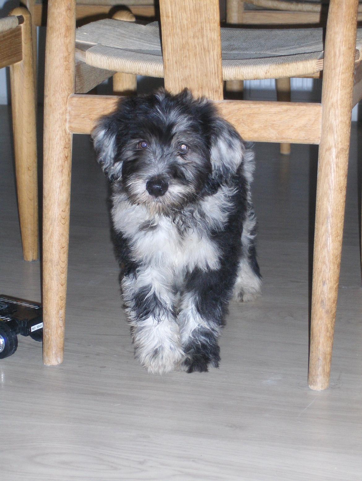 Cane Da Pastore Bergamasco Kaldenavn "Cane" billede 8