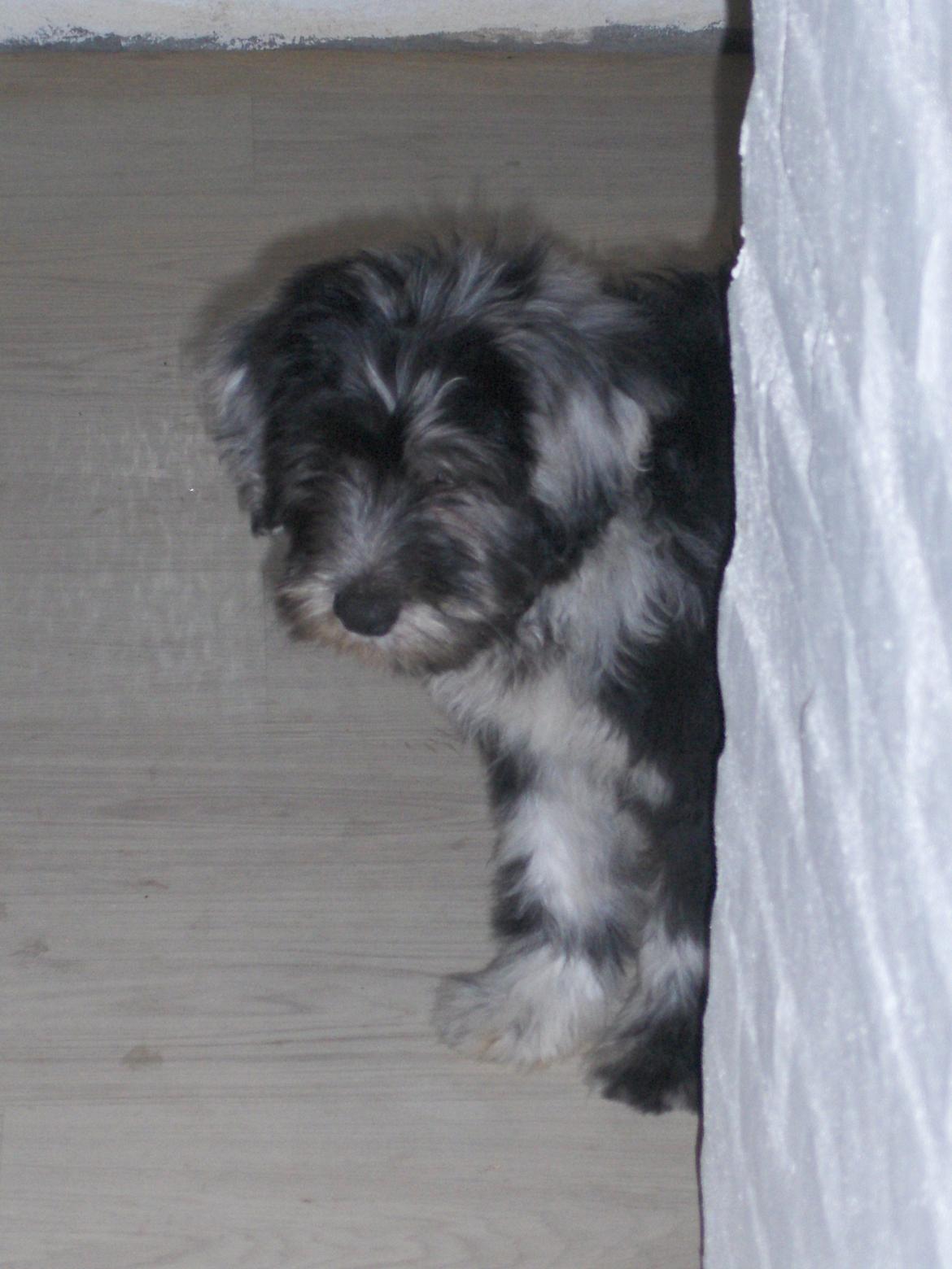 Cane Da Pastore Bergamasco Kaldenavn "Cane" - Hvor blev den kat nu af? billede 2