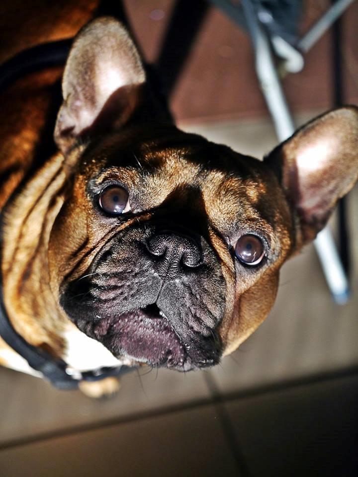 Fransk bulldog Mojo billede 2