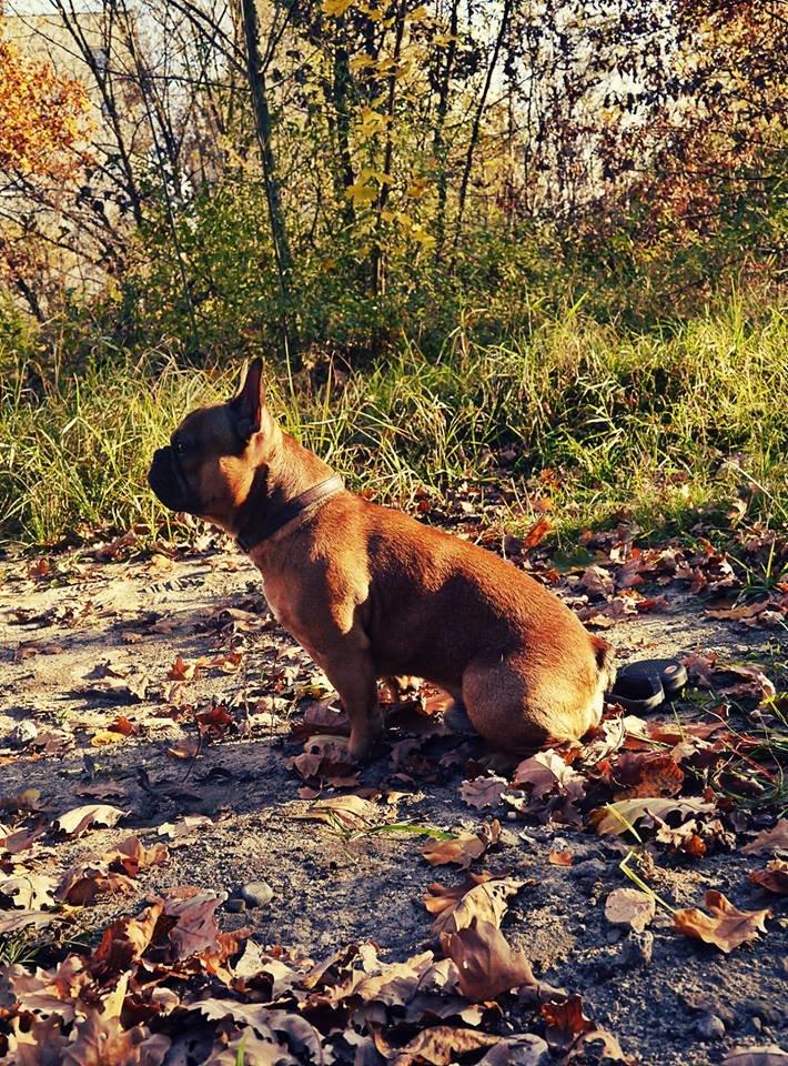 Fransk bulldog Mojo billede 4