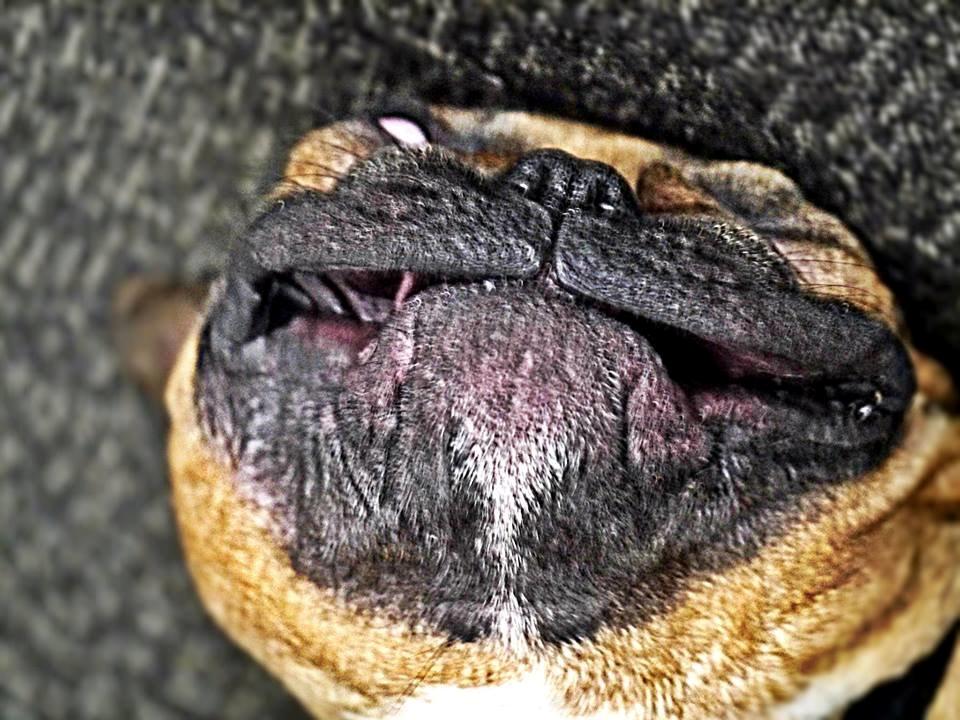 Fransk bulldog Mojo billede 5