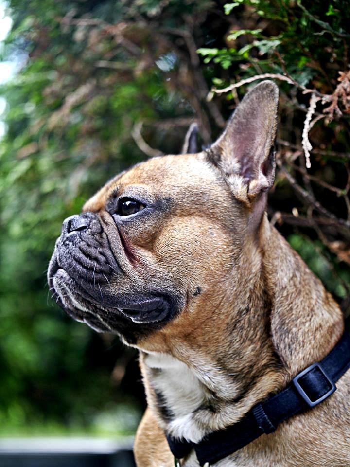 Fransk bulldog Mojo billede 6