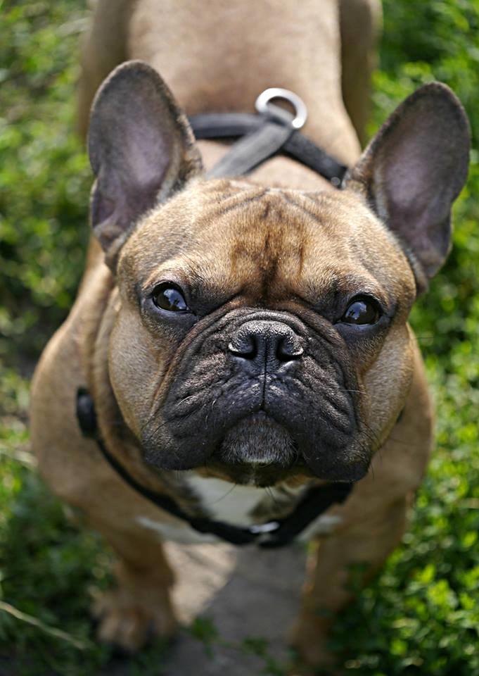 Fransk bulldog Mojo billede 7