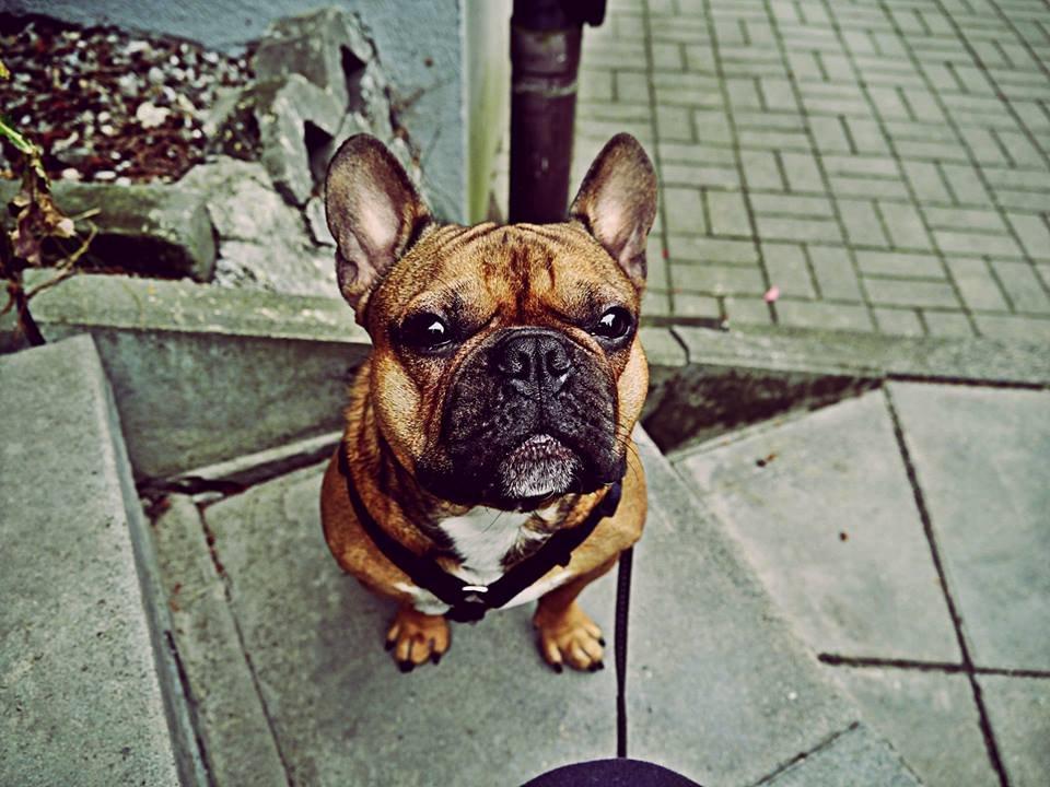 Fransk bulldog Mojo billede 8