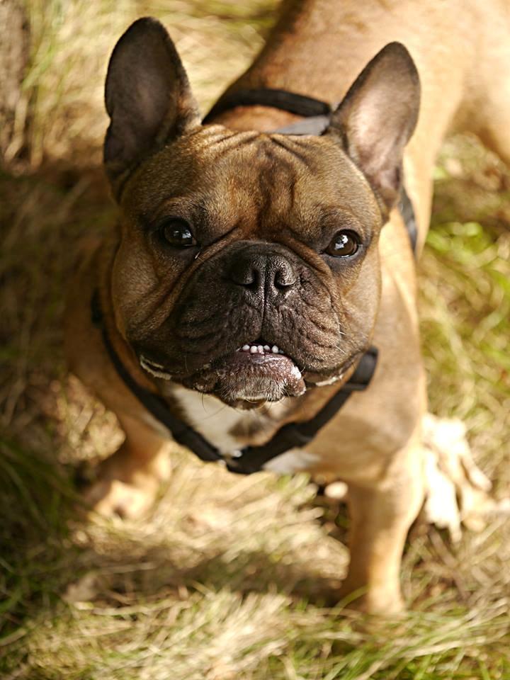 Fransk bulldog Mojo billede 9