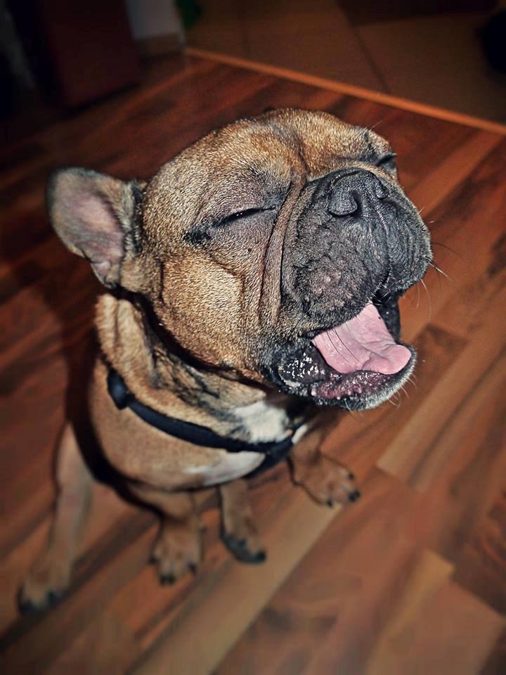 Fransk bulldog Mojo billede 10