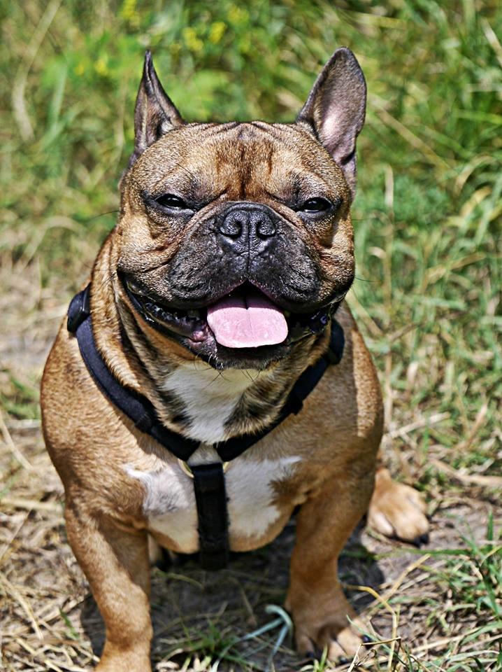 Fransk bulldog Mojo billede 3