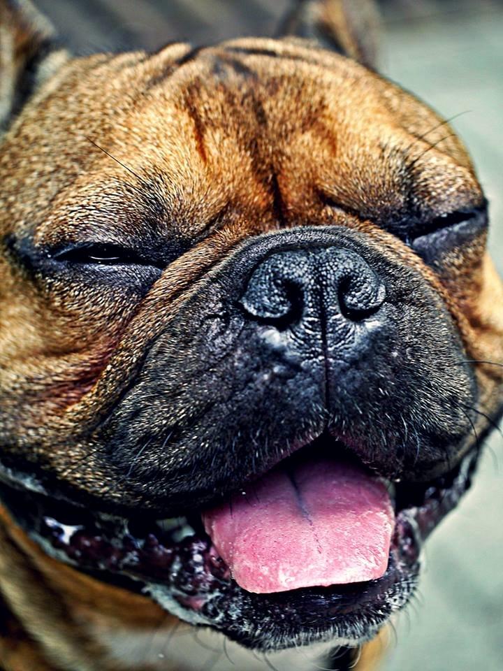 Fransk bulldog Mojo billede 11