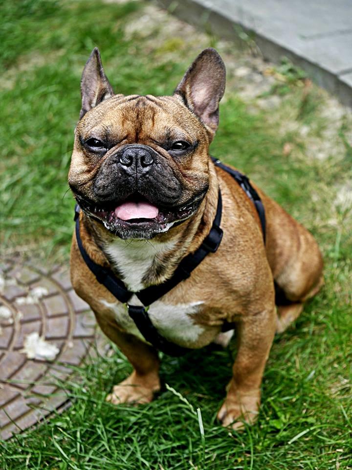 Fransk bulldog Mojo billede 12