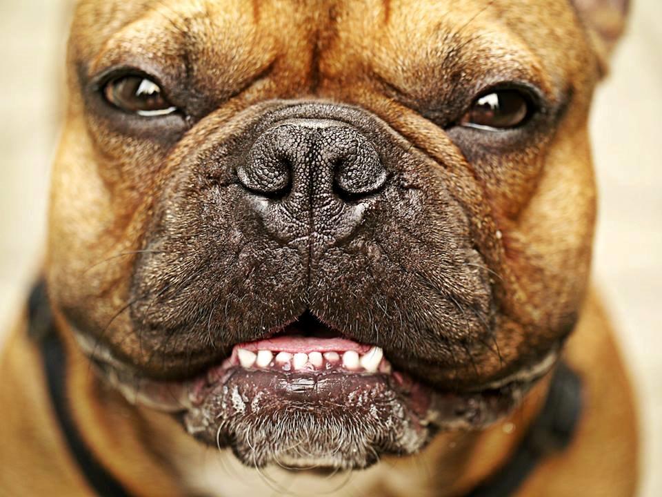 Fransk bulldog Mojo billede 13