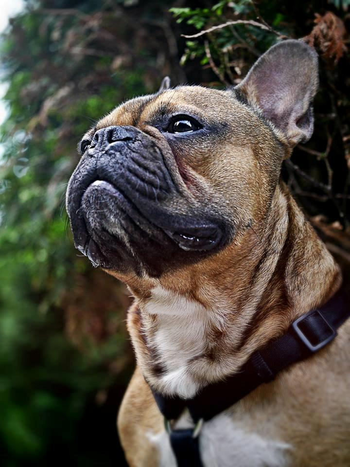 Fransk bulldog Mojo billede 14