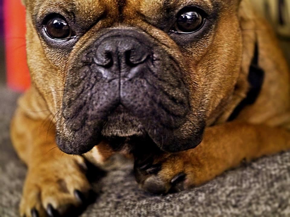 Fransk bulldog Mojo billede 15