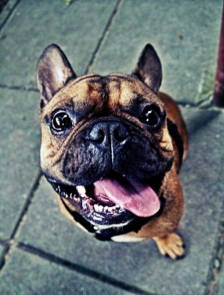 Fransk bulldog Mojo billede 16