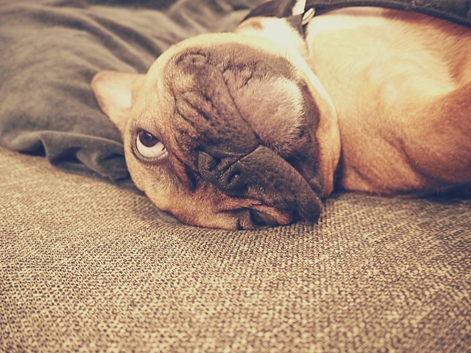 Fransk bulldog Mojo billede 17