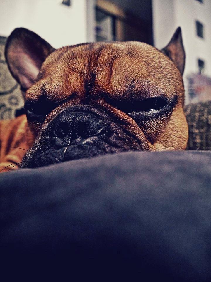 Fransk bulldog Mojo billede 18