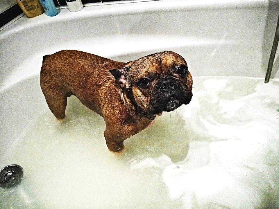 Fransk bulldog Mojo billede 19