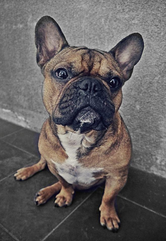 Fransk bulldog Mojo billede 20