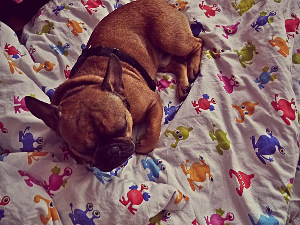 Fransk bulldog Mojo billede 21