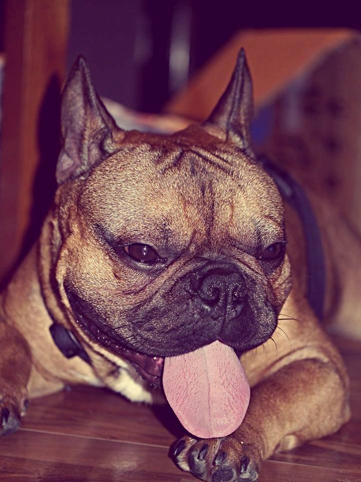 Fransk bulldog Mojo billede 22
