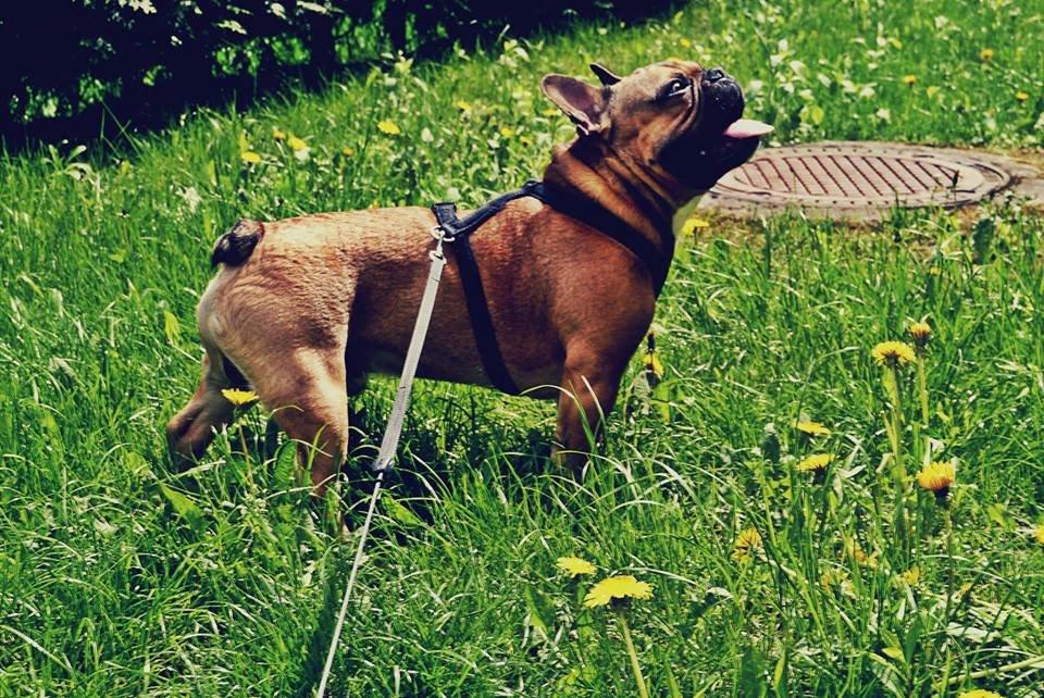 Fransk bulldog Mojo billede 23